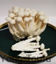 white mushroom 2